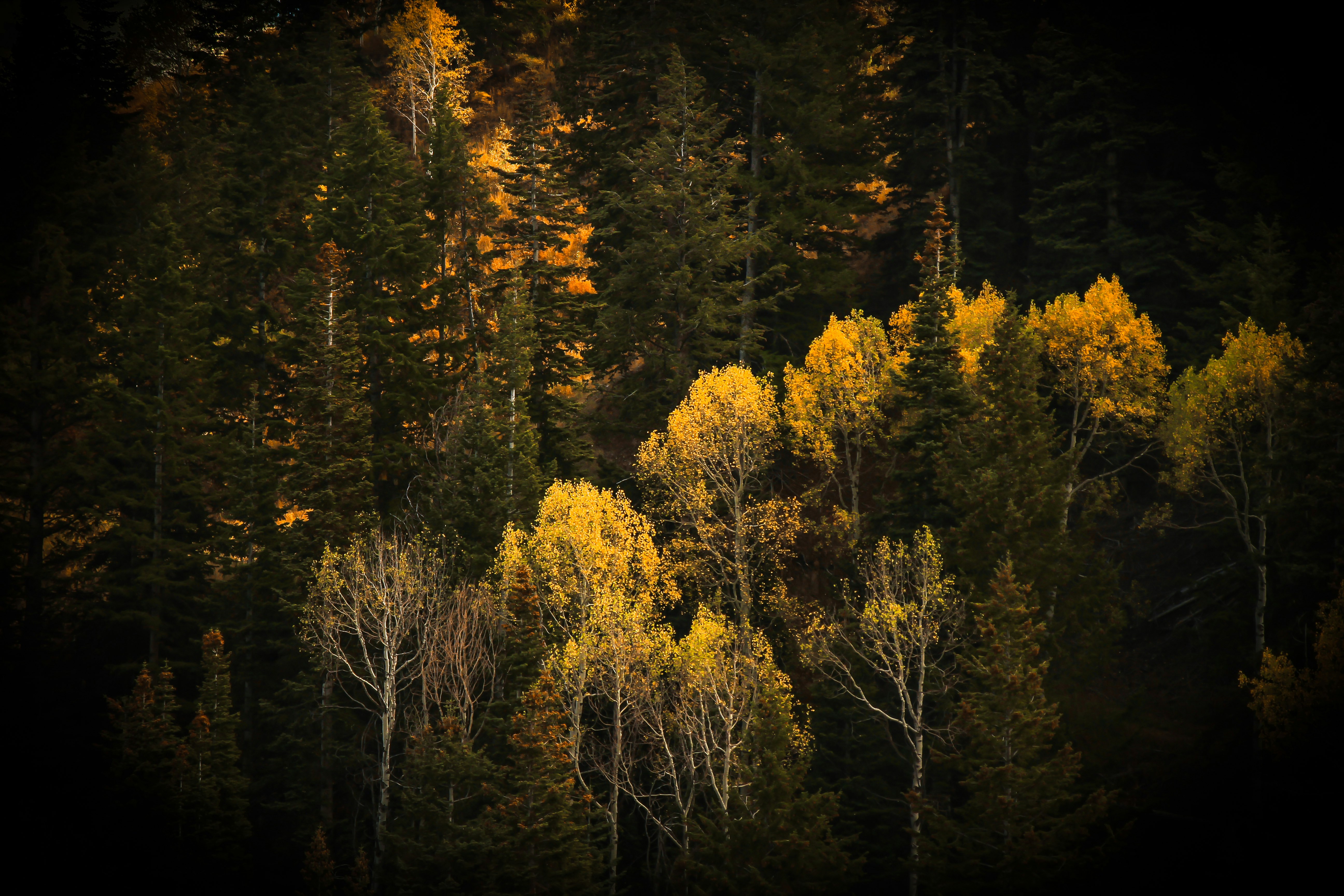 green trees and plants